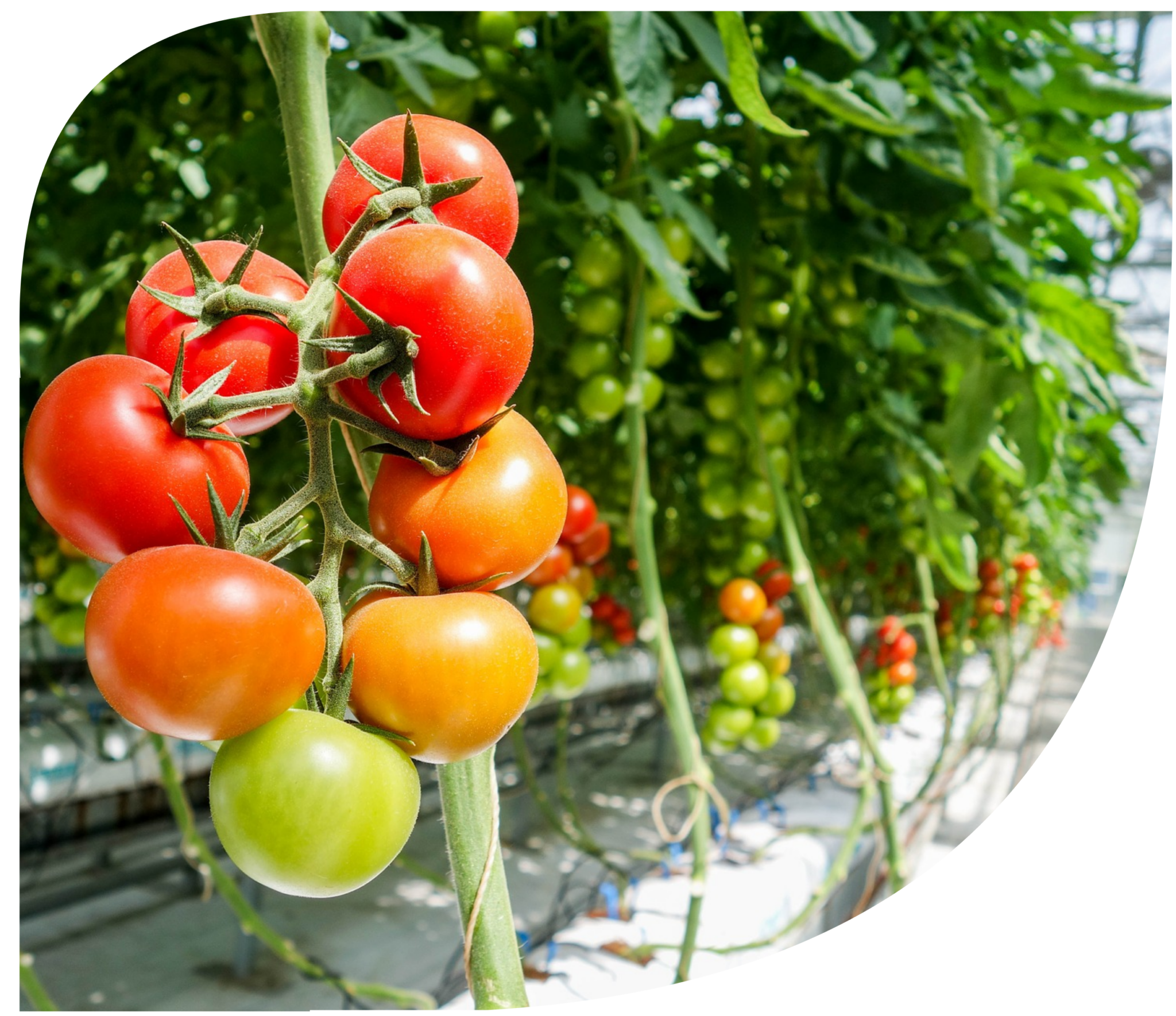 hortitomateleafshape-2048x1769